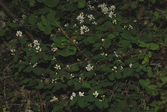 2008-04-28_13 Service Berry Long TN.jpg - 74382 Bytes